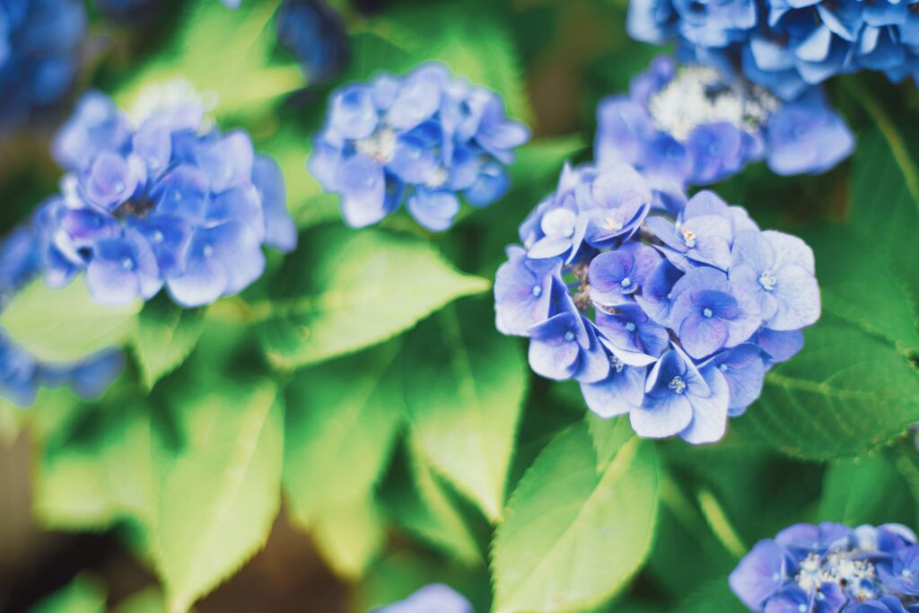 滋賀の紫陽花（2020年6月）　1