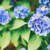 滋賀の紫陽花（2020年6月）　1