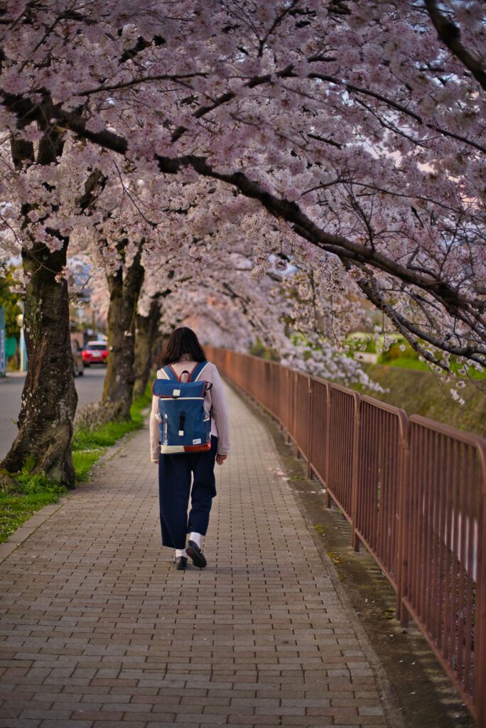 桜並木（2020年４月）