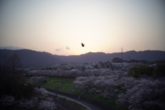 夕桜と鳶