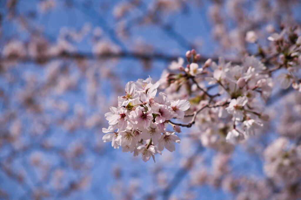京都の桜（2021年3月）　4