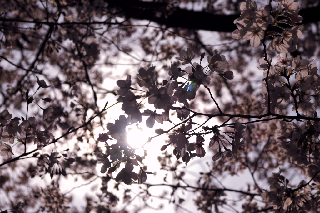 京都の桜（2021年3月）　1