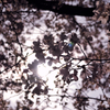 京都の桜（2021年3月）　1