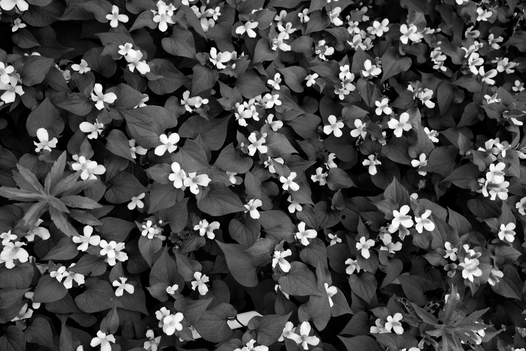 道端の花 モノクロ By Bynd Id 写真共有サイト Photohito 道端の花 モノクロ By Bynd Id 写真共有サイト Photohito