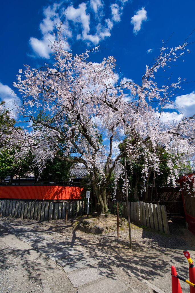 車折神社（2020年3月）　4