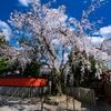 車折神社（2020年3月）　4