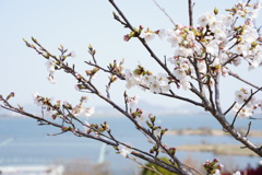琵琶湖と桜　1