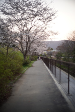 夕桜の散歩