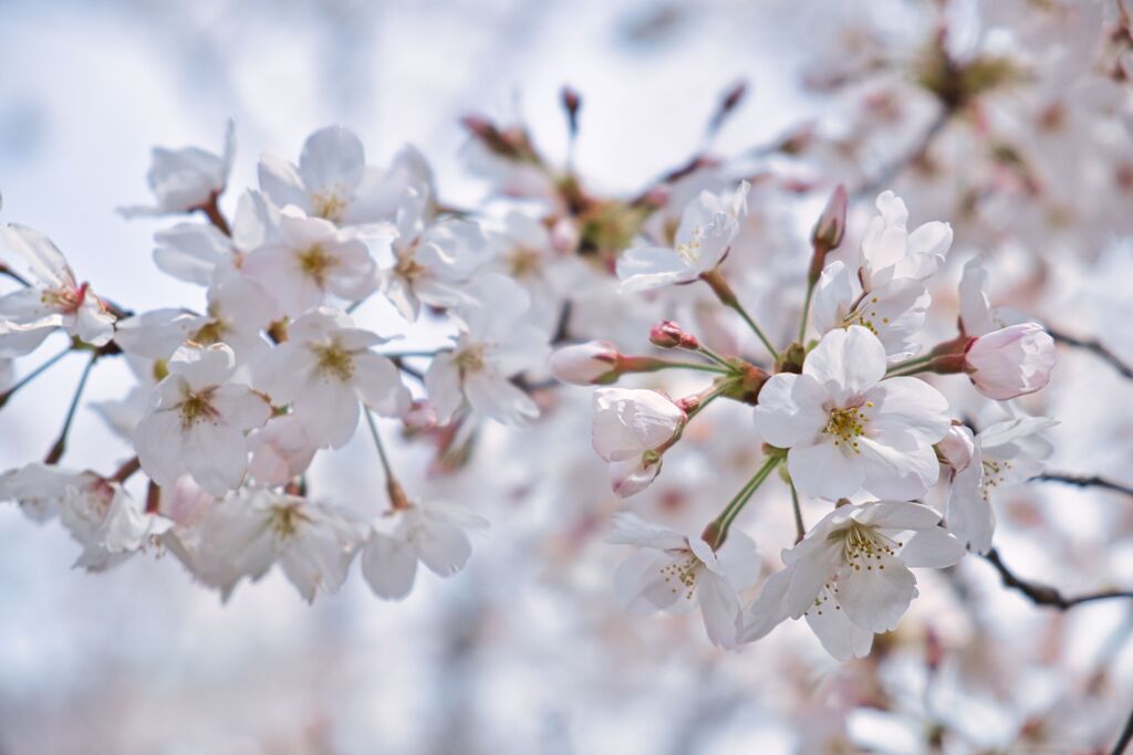 京都の桜（2021年3月）　5