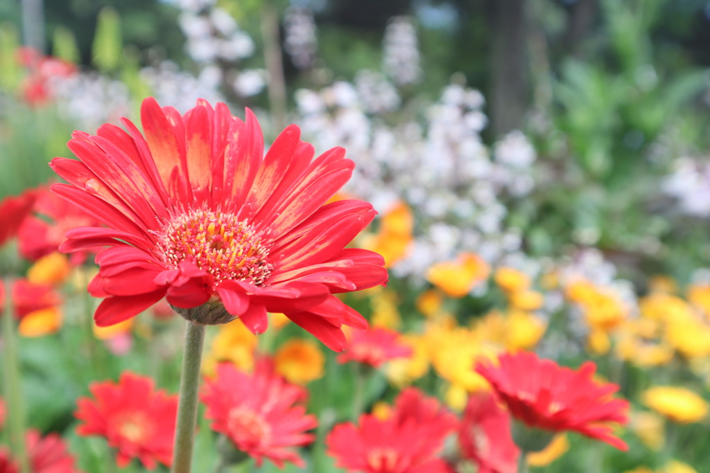 2019/5/29 京都植物園