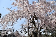 2019.4.4 醍醐寺
