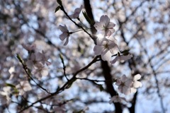2019.4.4 醍醐寺