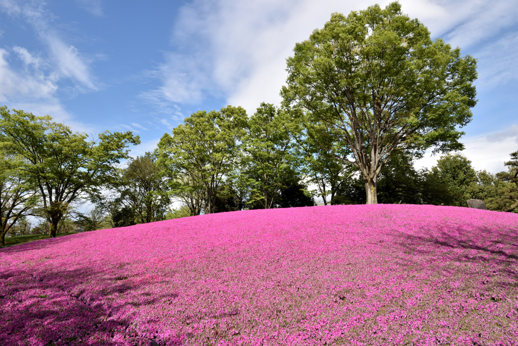 芝桜