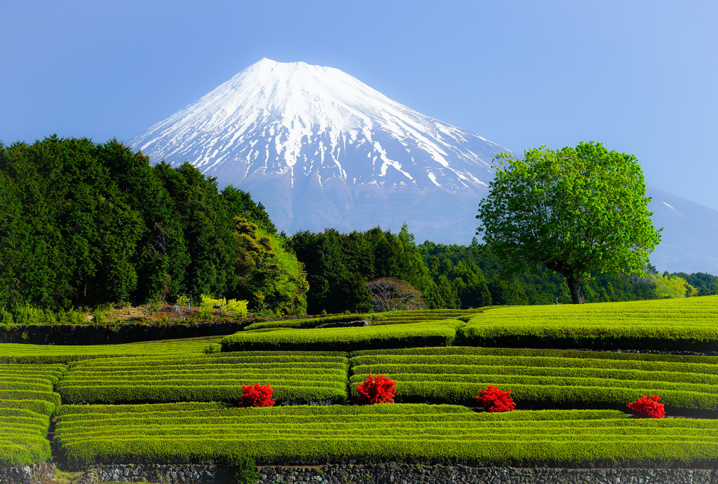 お茶畑巡り⑥