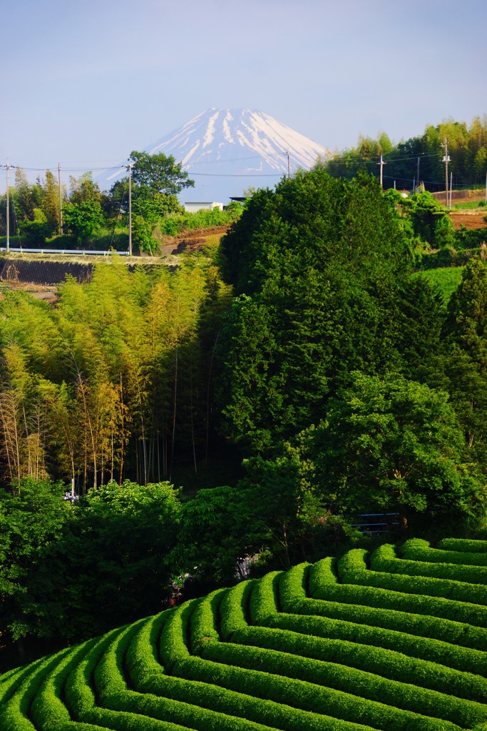 三島の茶畑①
