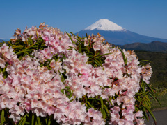 箱根より②