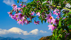 里山の皇帝ダリア①