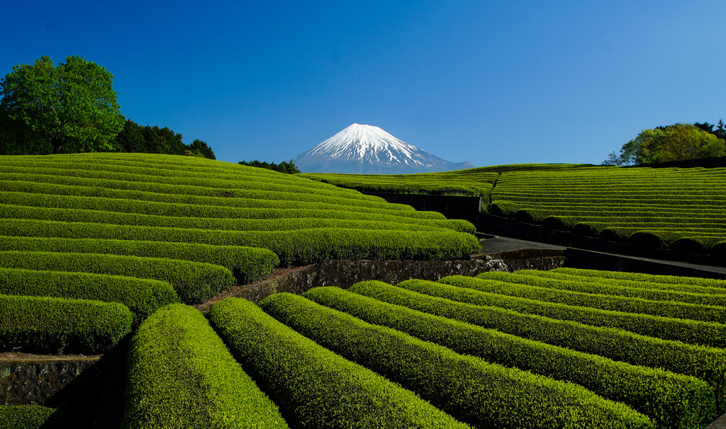 お茶畑巡り②