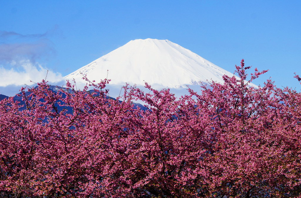 河津桜満開