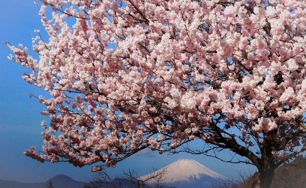 春めき桜満開③