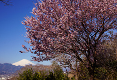 春めき桜②