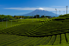 定番の茶畑③