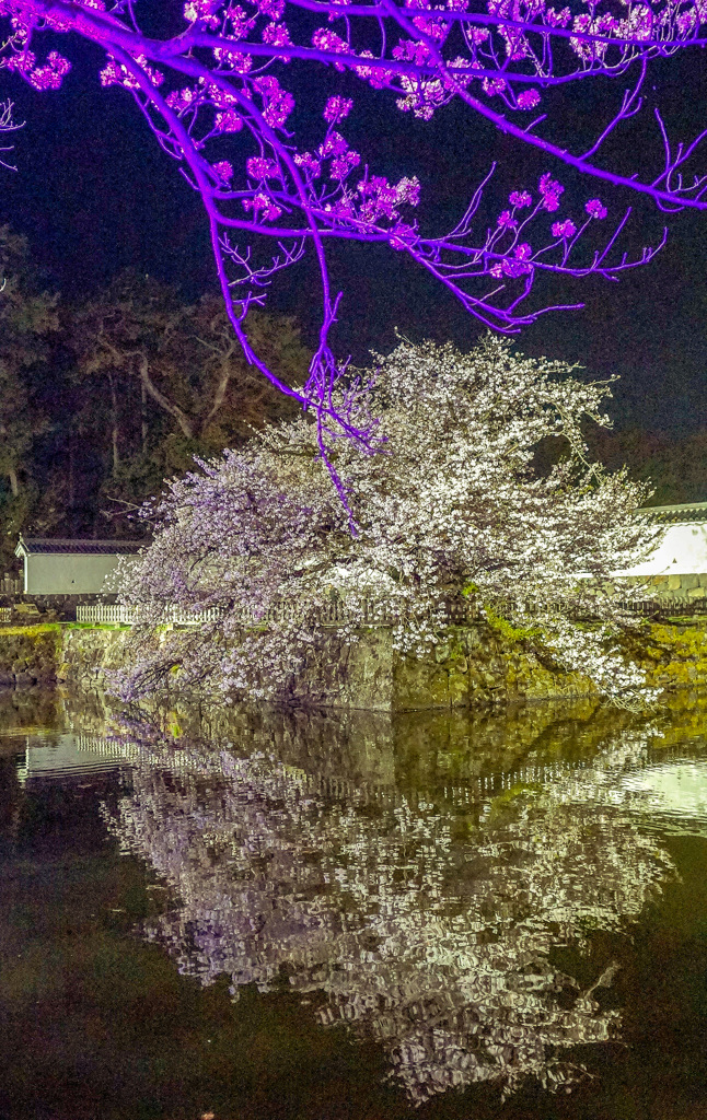 公園の桜満開③