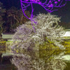 公園の桜満開③