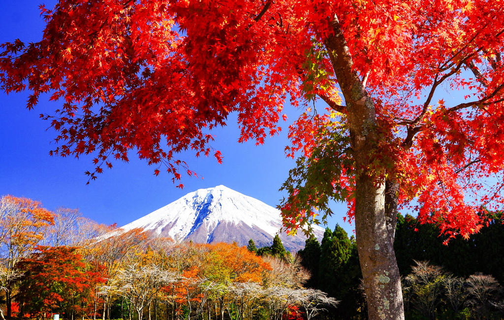 過去の秋景色③