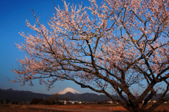 里の春①