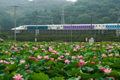 池に蓮の花咲く