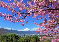 曽我山河津桜