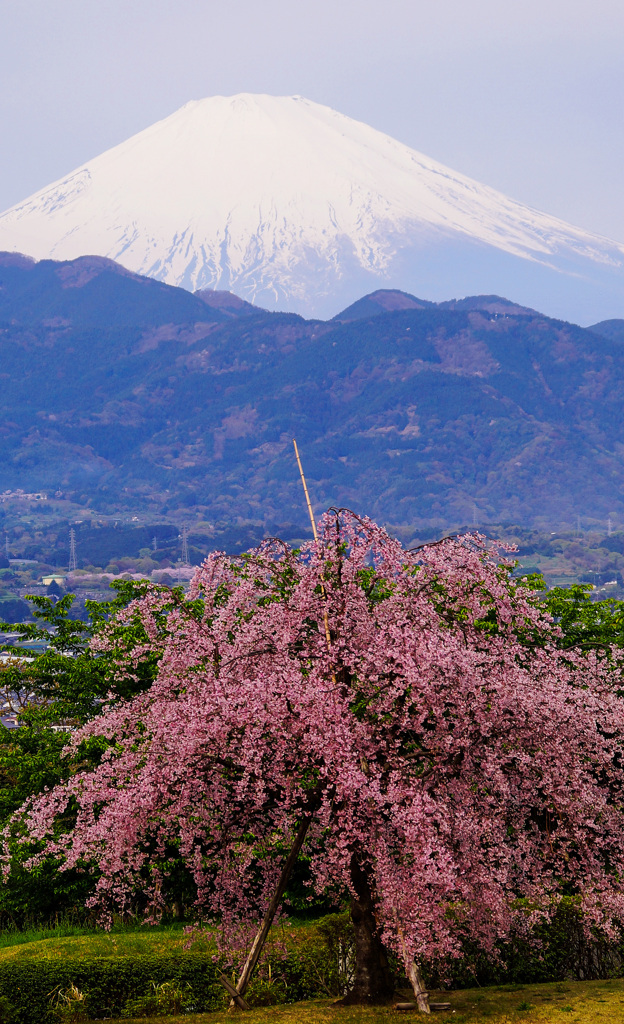花曇り③