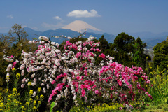 春花盛り①