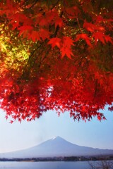 河口湖紅葉①