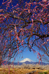曾我の紅梅①