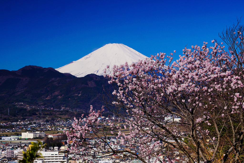 里山の桜満開③