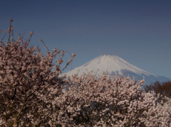 春めき桜満開②