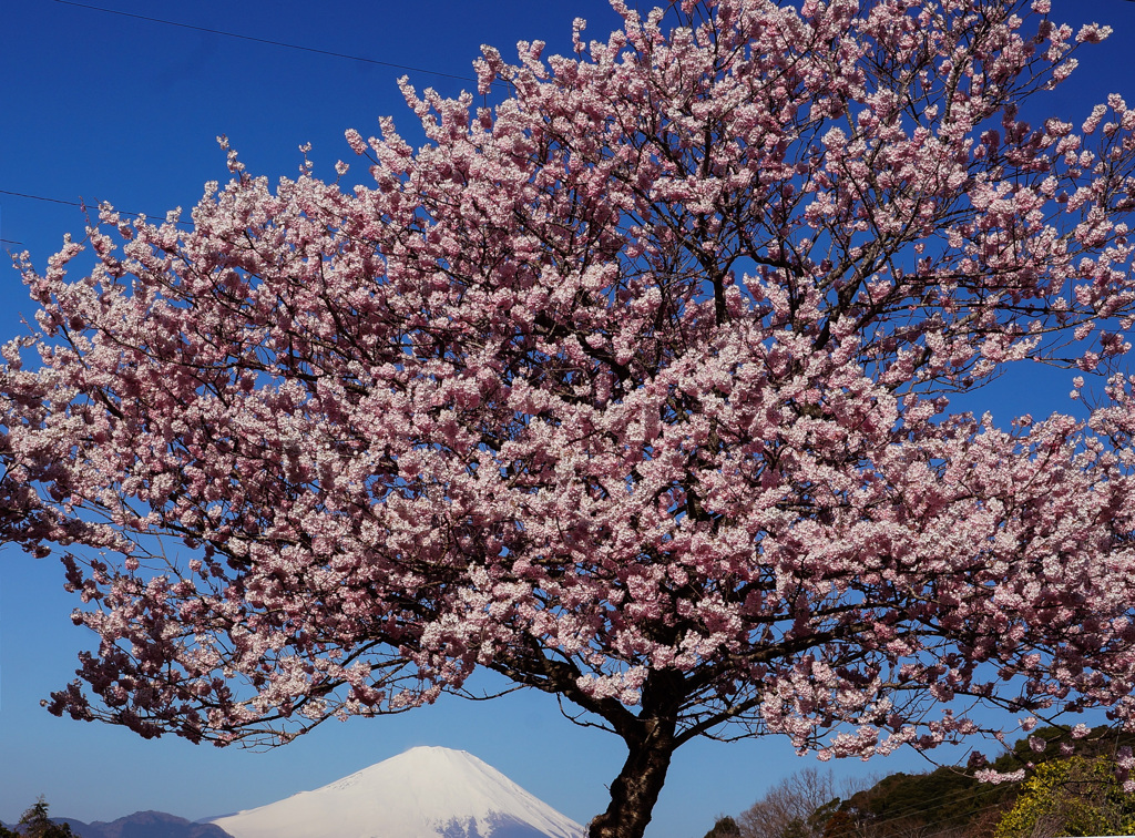 春めき桜①