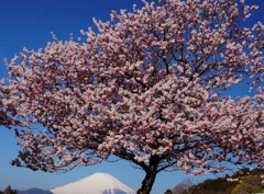 春めき桜①