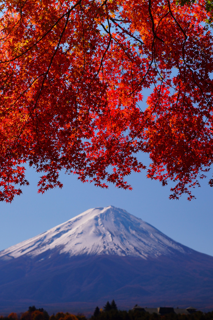 河口湖紅葉③