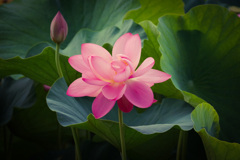 池に蓮の花咲く①