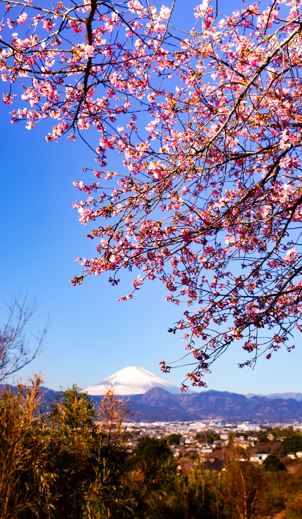 河津桜咲く