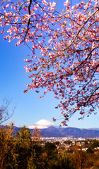 河津桜咲く