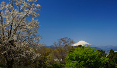 大井町ゆめの里①