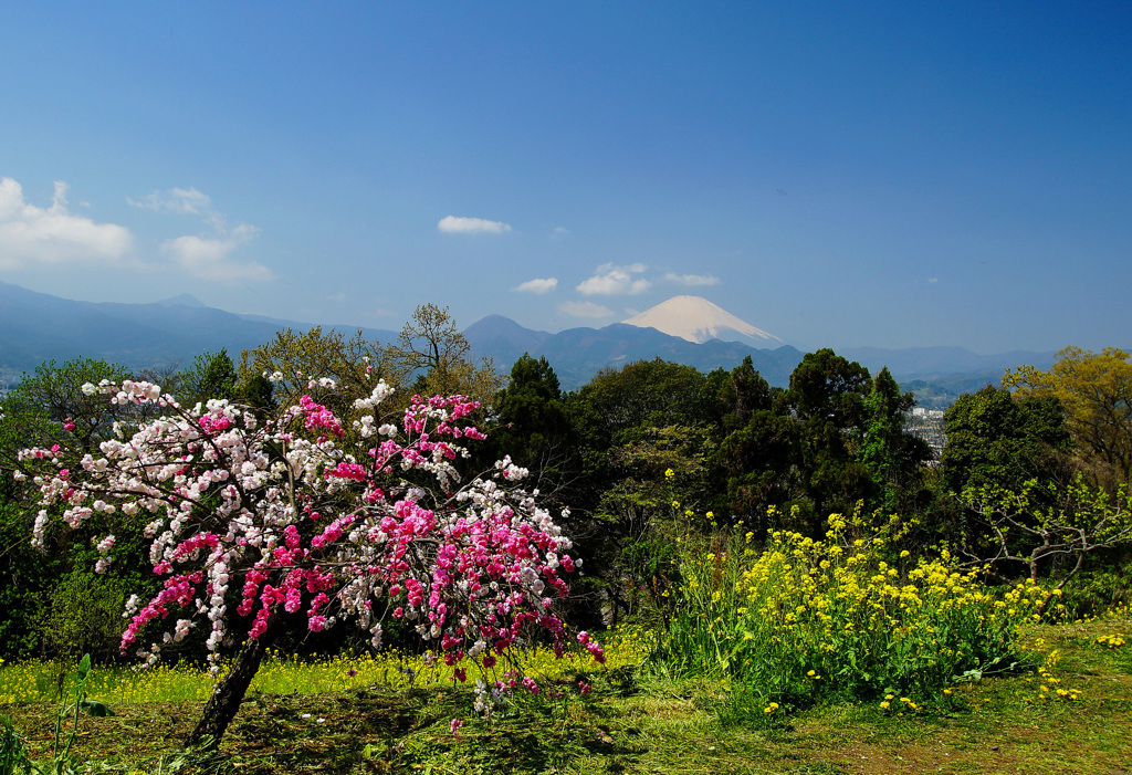 春花盛り③