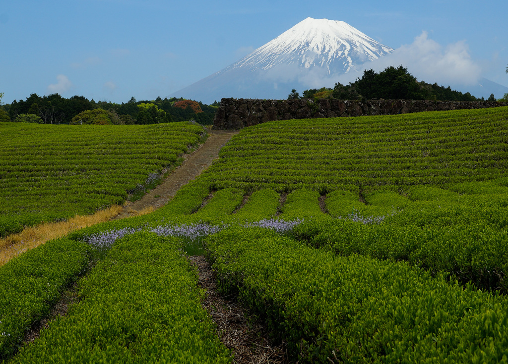 お茶畑巡り⑤