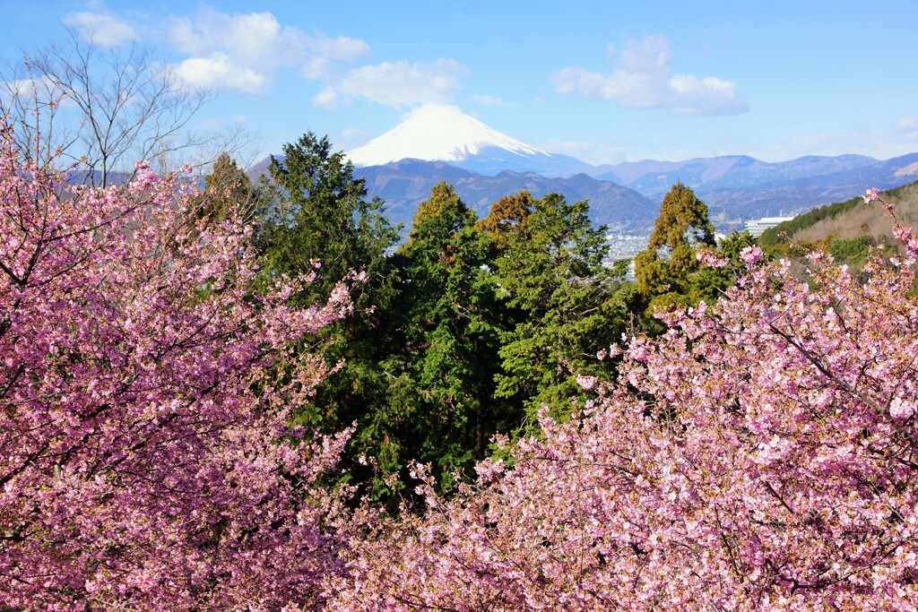 おおいゆめの里①