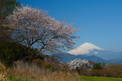篠窪の桜②