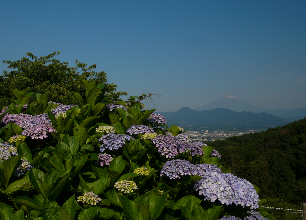 おおいゆめの里紫陽花①